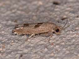 Image of Sunflower Bud Moth