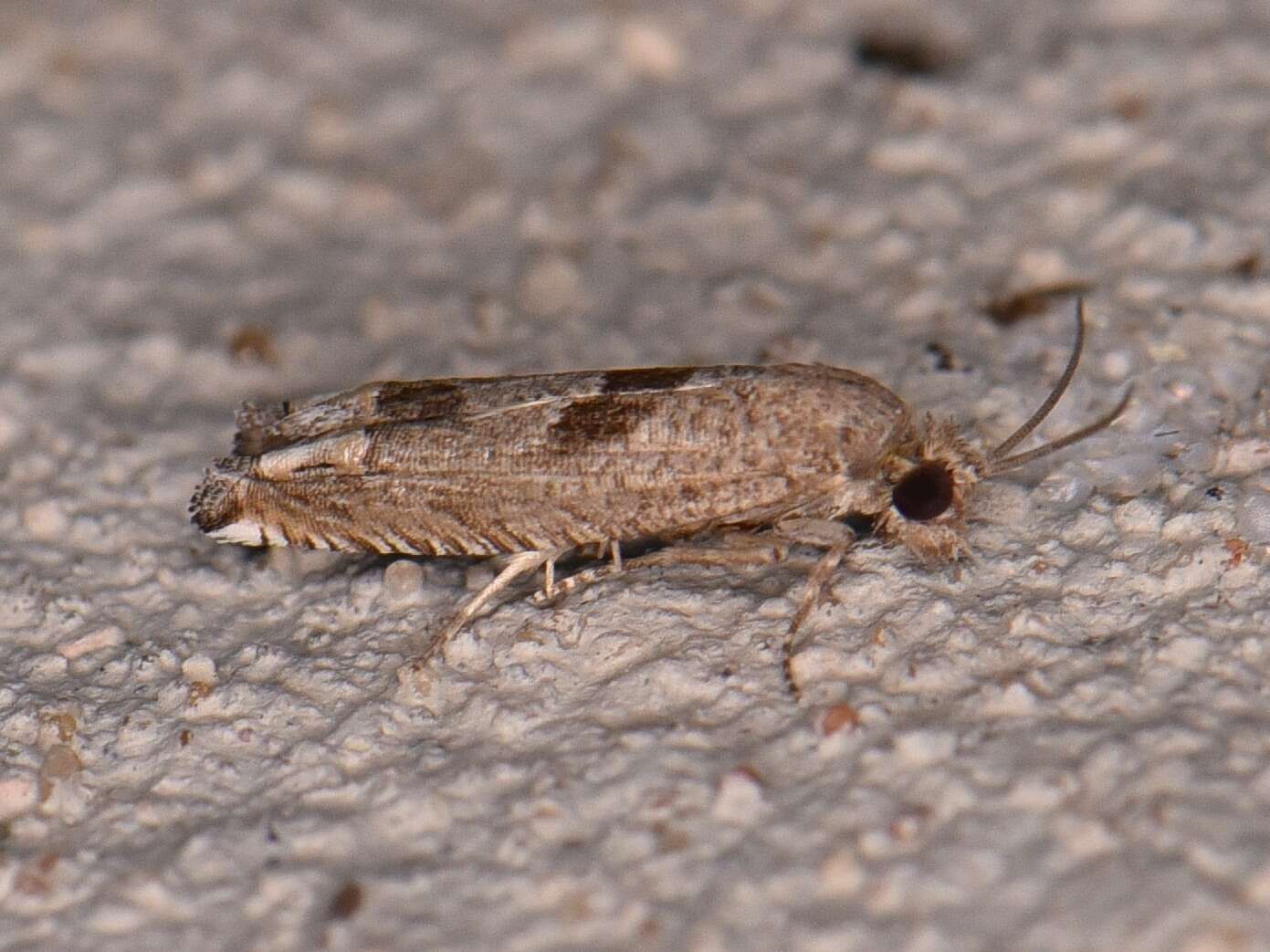 Image of Sunflower Bud Moth