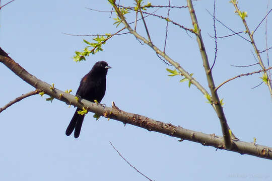 Image of Variable Oriole