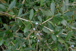 Image of Berberis glaucocarpa Stapf