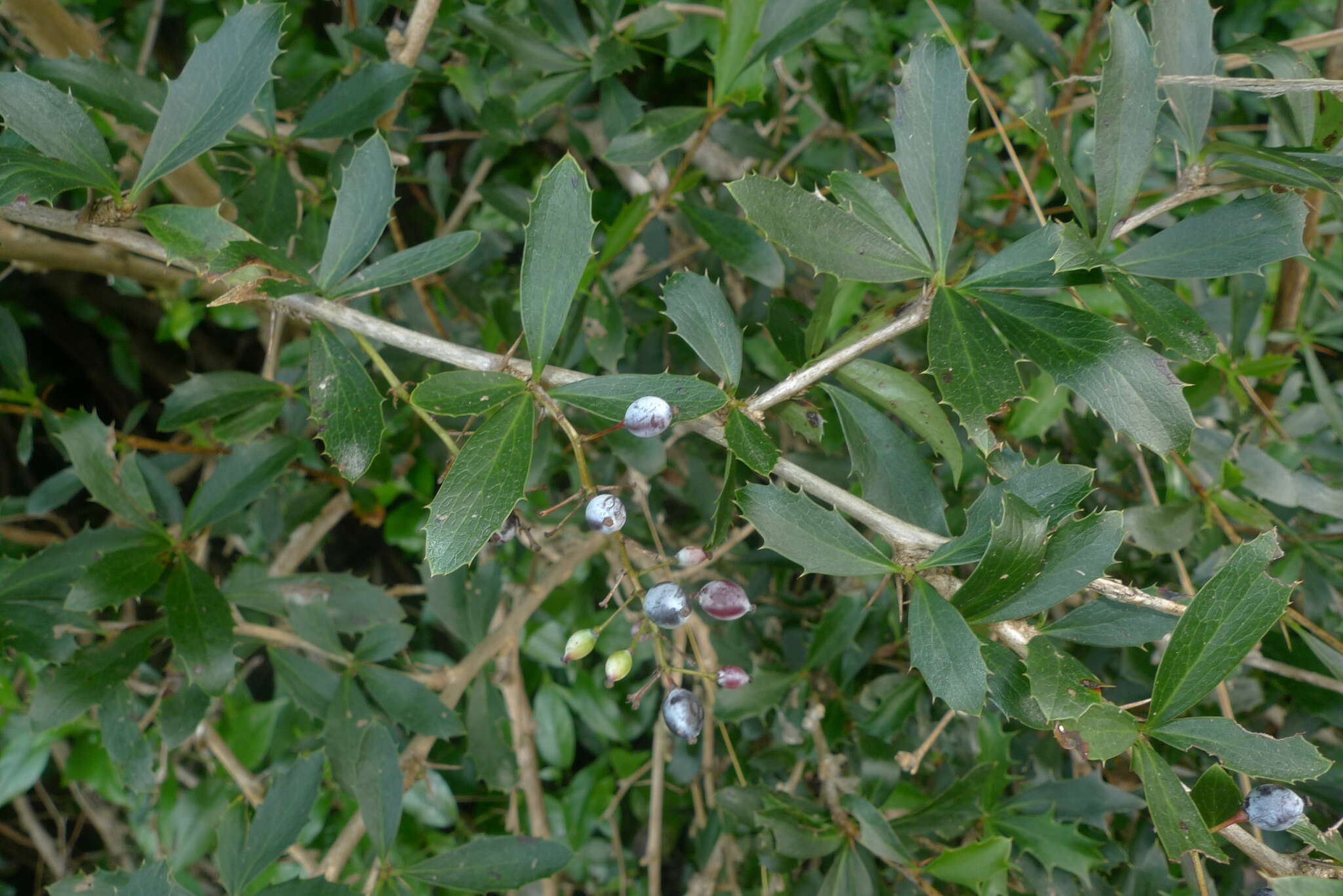 Image of Berberis glaucocarpa Stapf