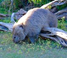 Image of Bare-nosed Wombats