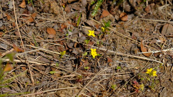 Image of Sebaea aurea (L. fil.) Sm.