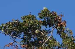 Image of African Green Pigeon