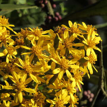 Image of Dendrophorbium americanum (L. fil.) C. Jeffrey