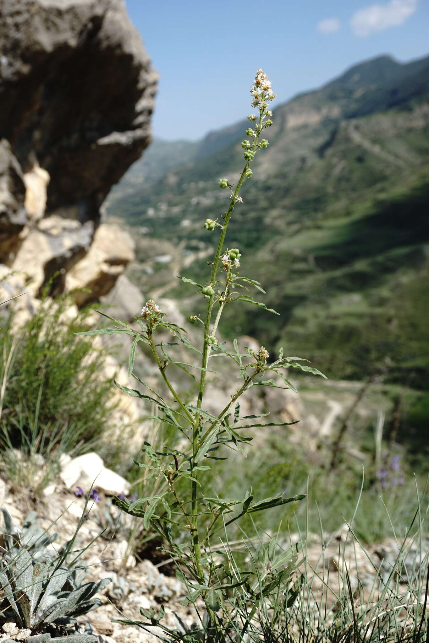 Image of Reseda globulosa Fisch. & C. A. Mey.