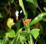 Parides ascanius (Cramer (1775)) resmi