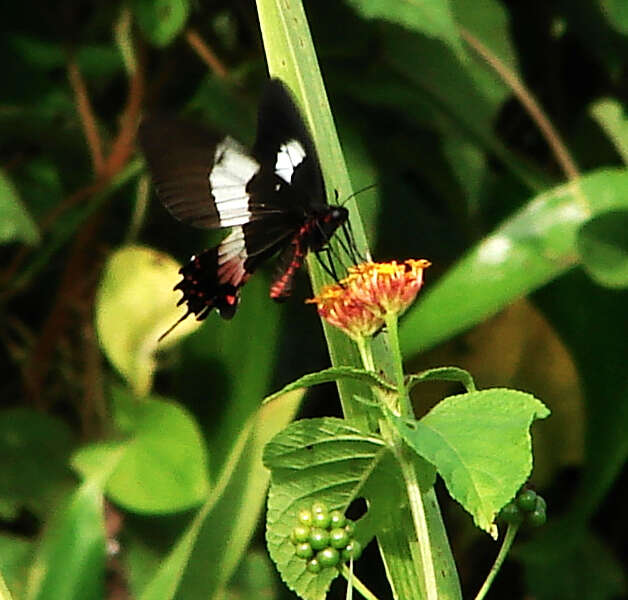 Parides ascanius (Cramer (1775))的圖片