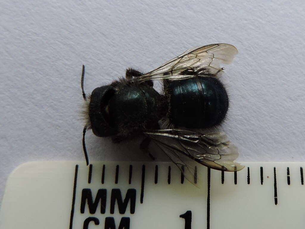 صورة Osmia ribifloris Cockerell 1900