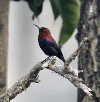 Image of Copper Sunbird