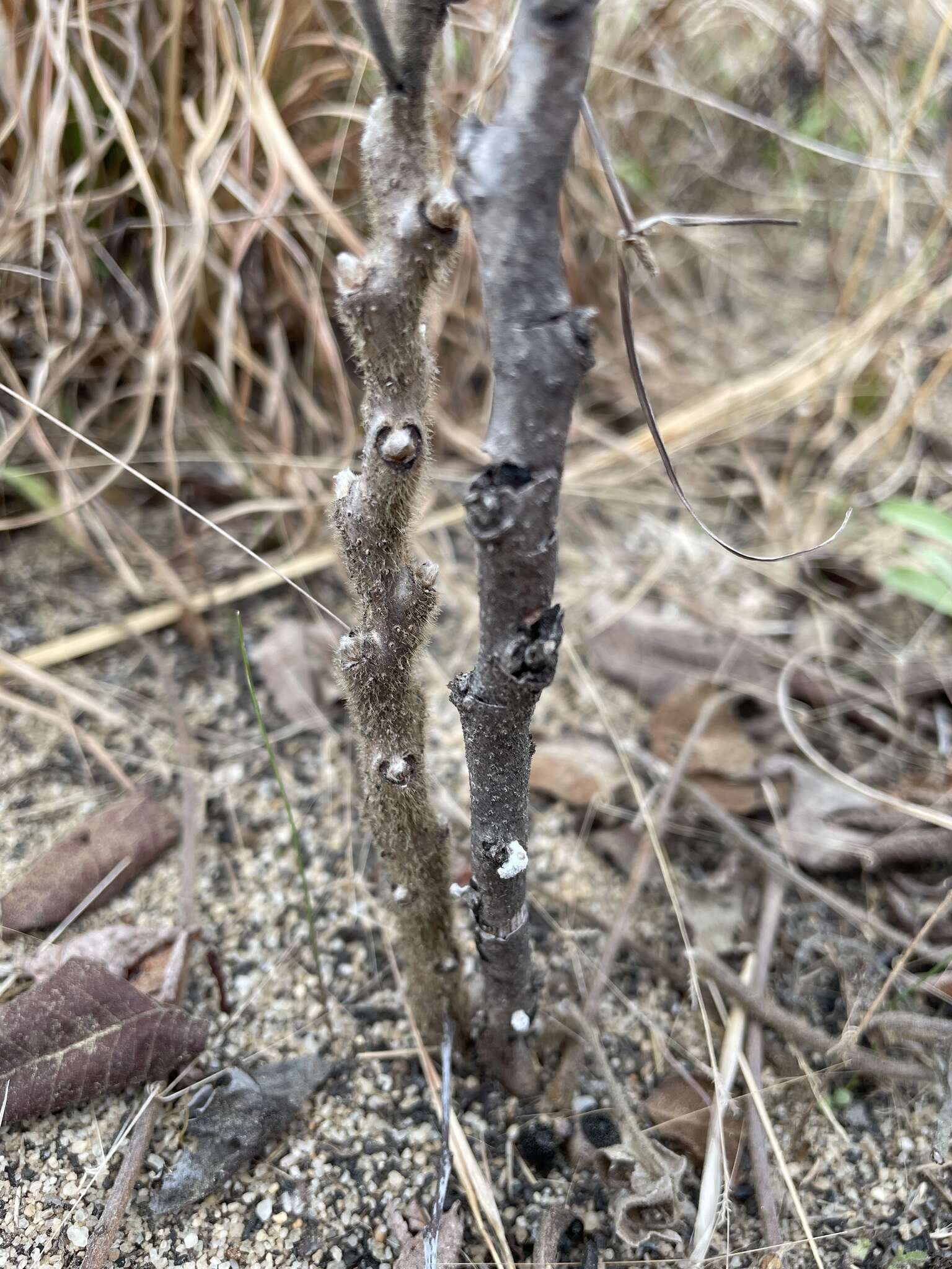 Image of Michaux's sumac