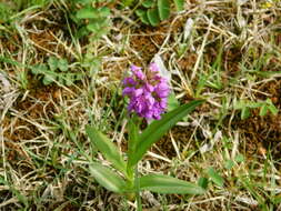 Dactylorhiza incarnata subsp. incarnata resmi