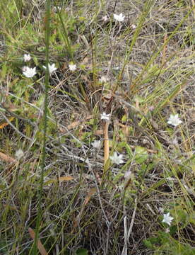 Image of Alepidea capensis var. capensis