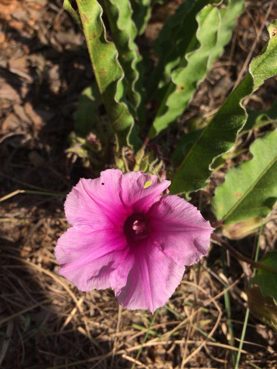 Image of Ipomoea ommanneyi Rendle