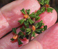 Sivun Pultenaea scabra R. Br. kuva