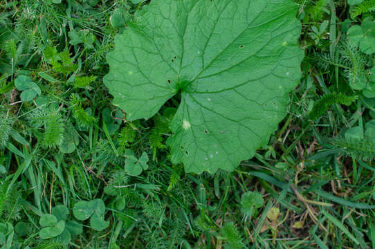 Image of Hyaloperonospora niessliana (Berl.) Constant. 2002