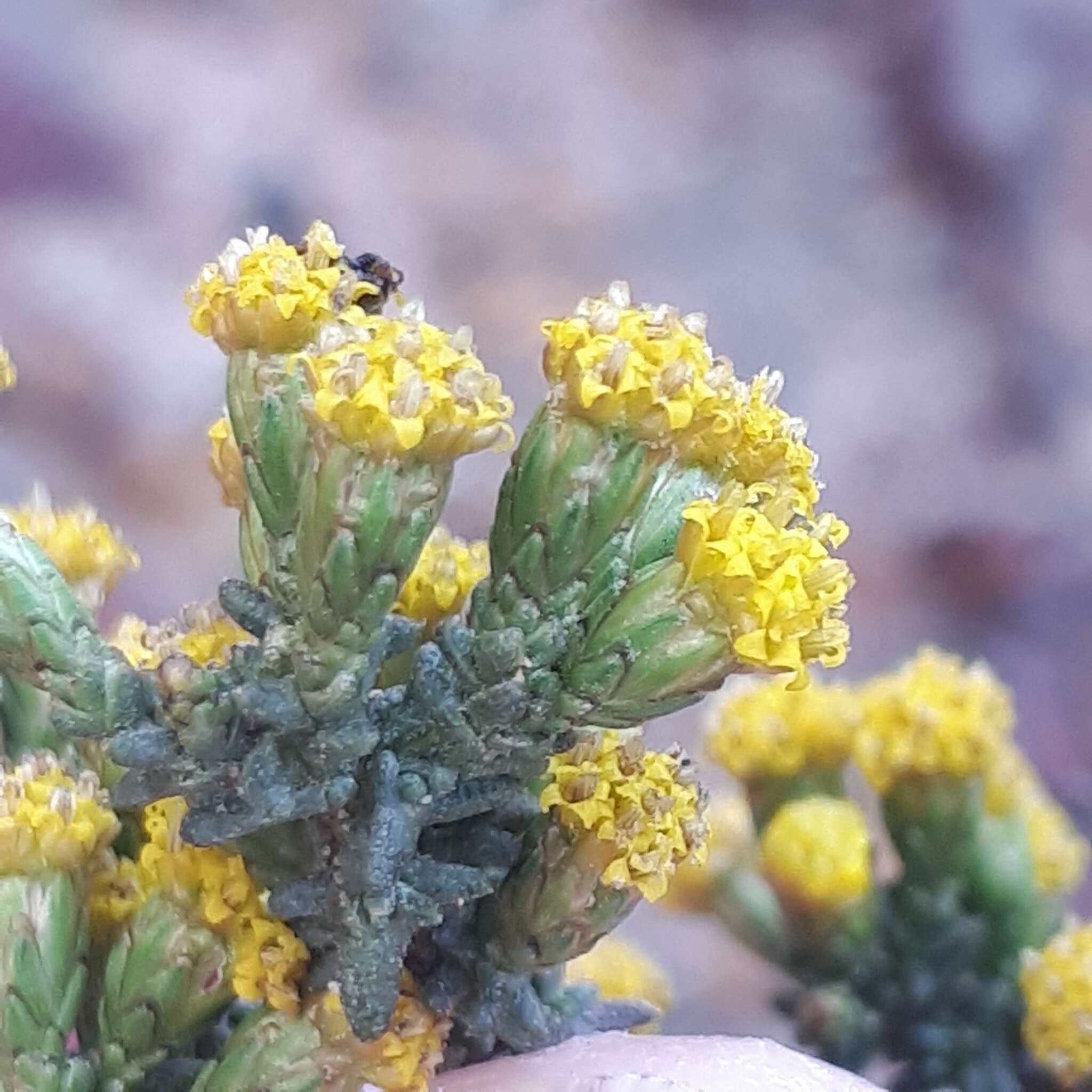 Imagem de Marasmodes oligocephala DC.