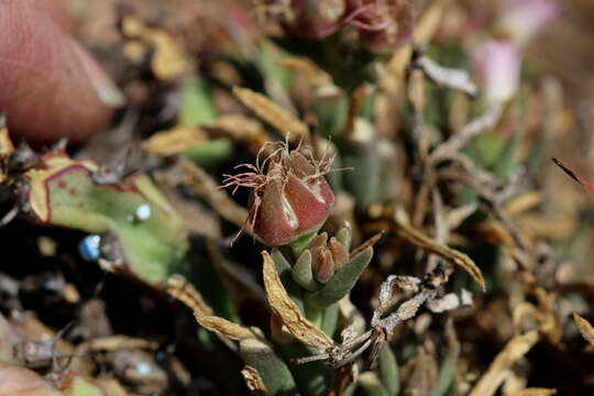 Imagem de Delosperma gautengense H. E. K. Hartmann