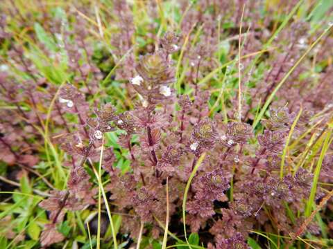 Image of Hudson Bay eyebright