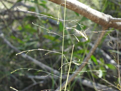 Image of Sporobolus laxus B. K. Simon