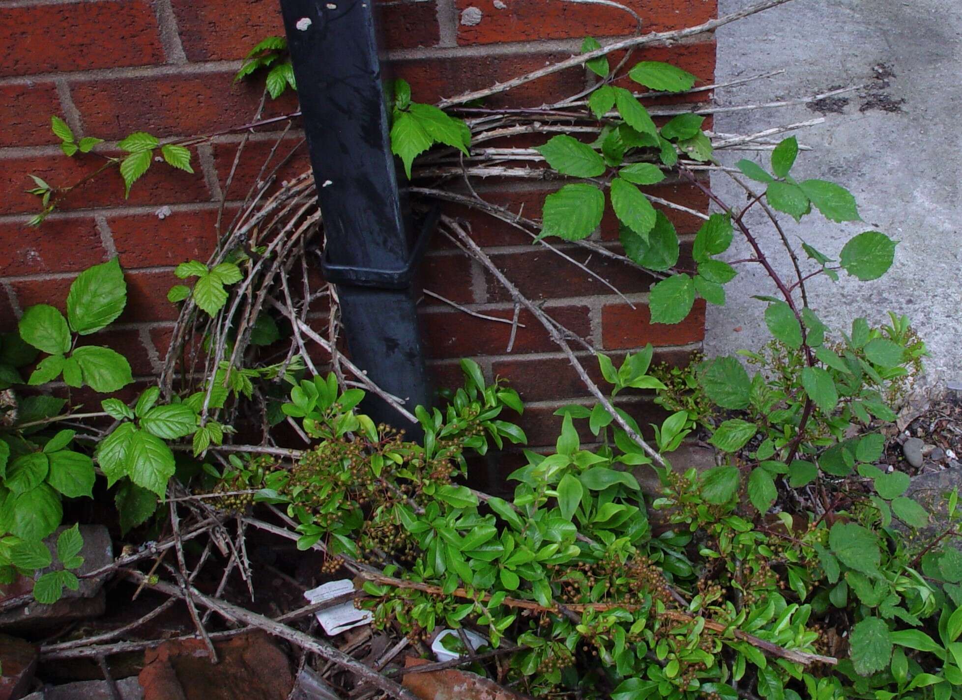 Image of Rubus rubritinctus W. C. R. Watson