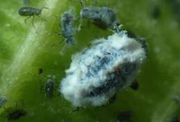 Image of Woolly aphids