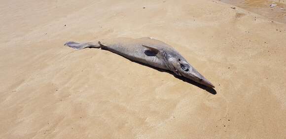 Image of Birdbeak Dogfish