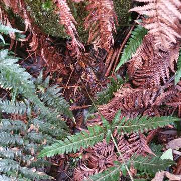 Imagem de Parapolystichum acuminatum (Houlston) Labiak, Sundue & R. C. Moran