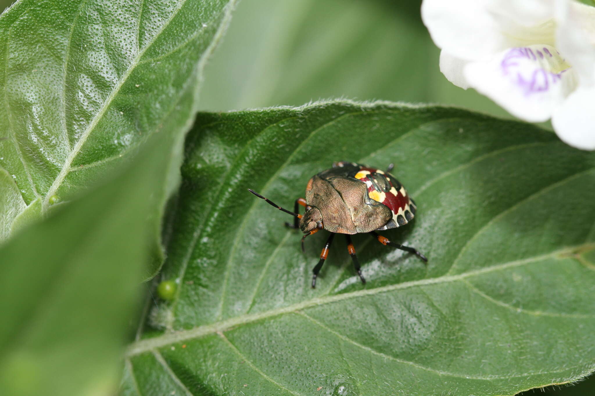 Image of <i>Caura rufiventris</i>