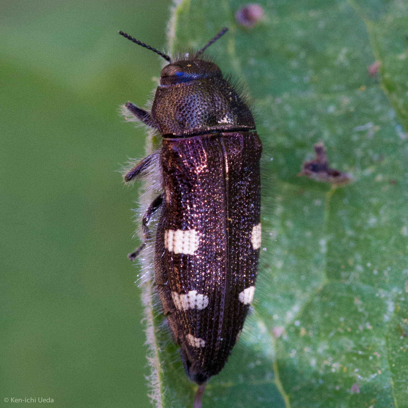 Image of Acmaeodera prorsa Fall 1899