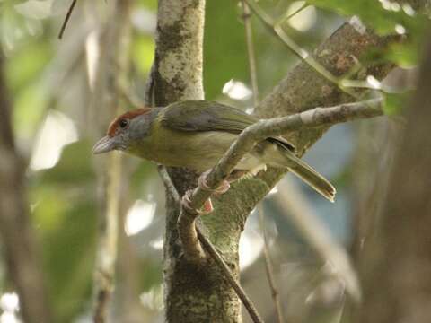 Imagem de Cyclarhis gujanensis insularis Ridgway 1885