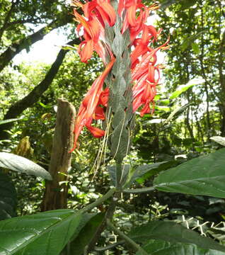 Image of cardinal's-guard