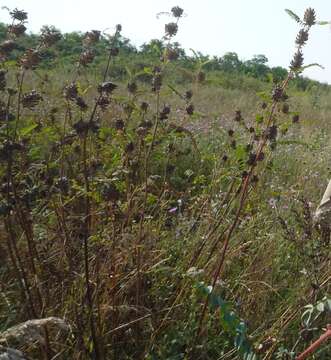 Imagem de Astragalus ponticus Pall.