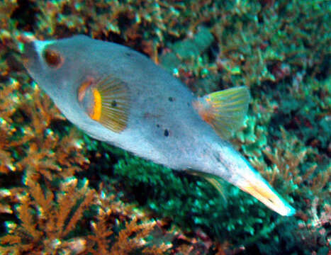 Image of Black Spotted Blow Fish