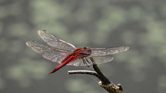 Tramea abdominalis (Rambur 1842) resmi