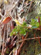 Image of Coprosma perpusilla subsp. subantarctica Orchard