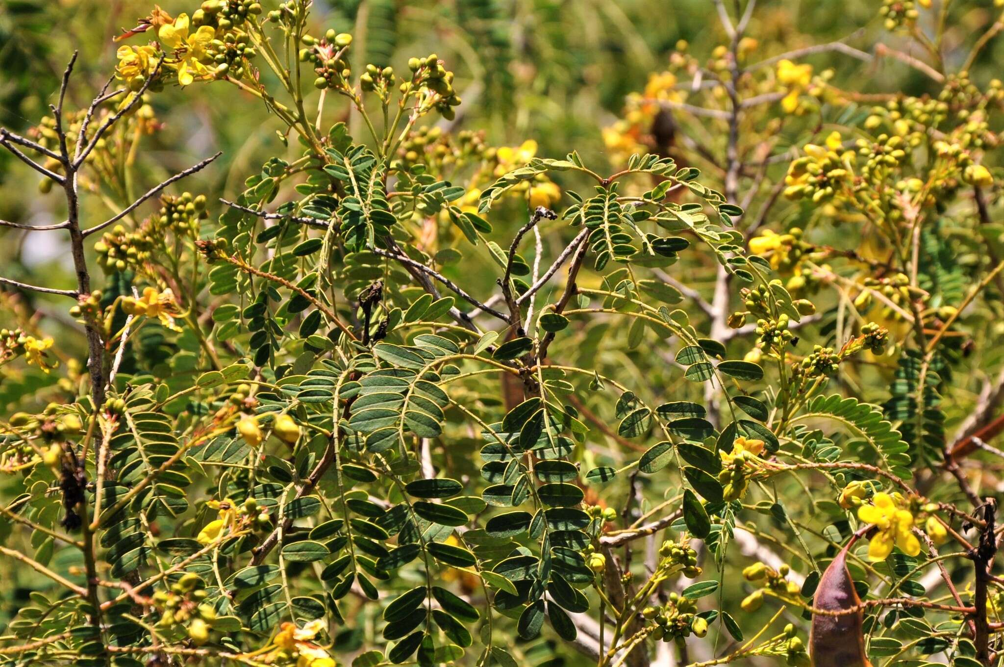 Image of Senna polyantha (Collad.) H. S. Irwin & Barneby