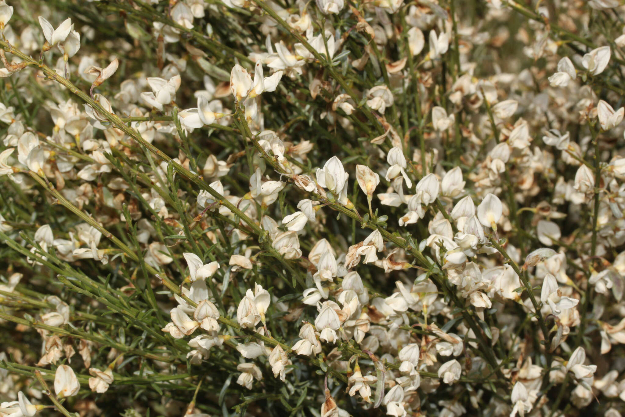 Image of white spanishbroom