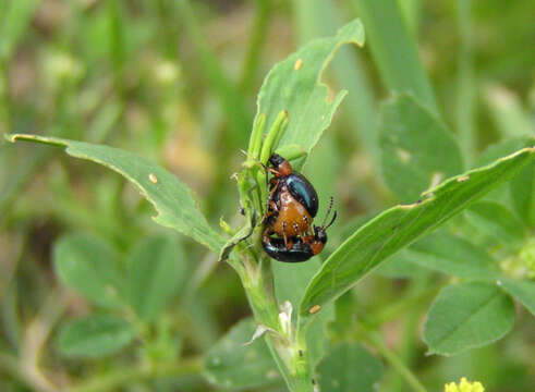 Image of Knotweed Leaf Beetle