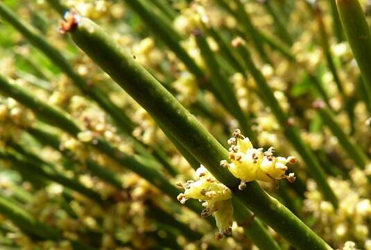 Image of Joint Pine