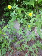 Image of golden clover