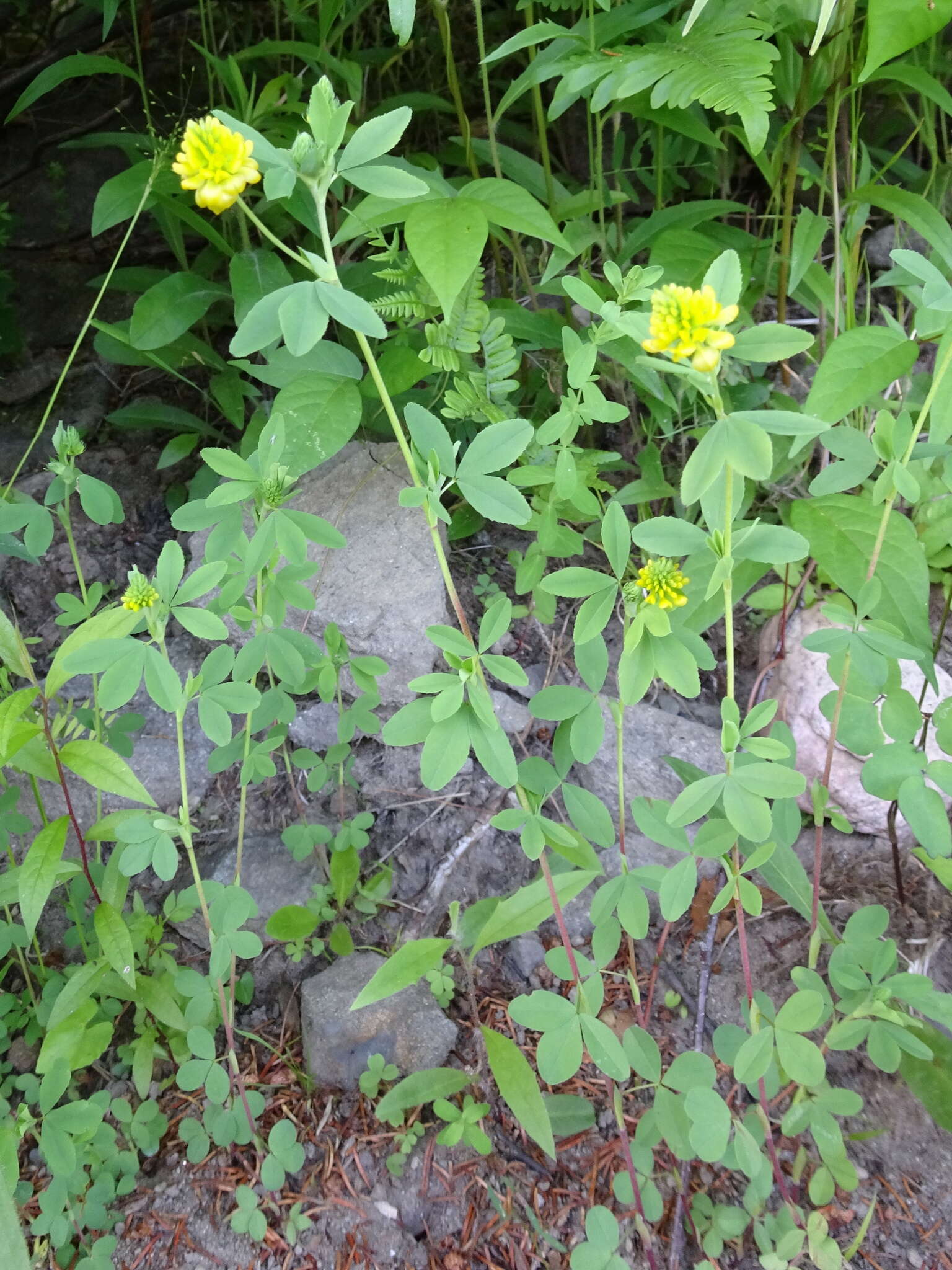 Image of golden clover