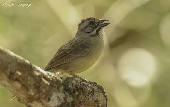 Image de Torreornis Barbour, Peters & JL 1927