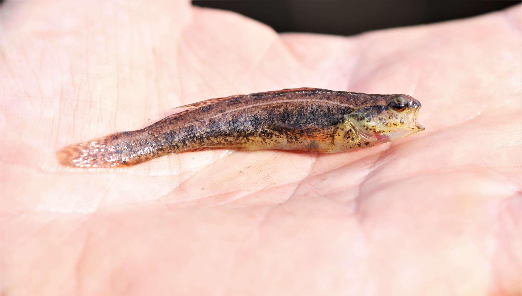 Image of Sawcheek Darter