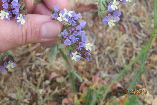 Image de Limonium sinuatum (L.) Miller