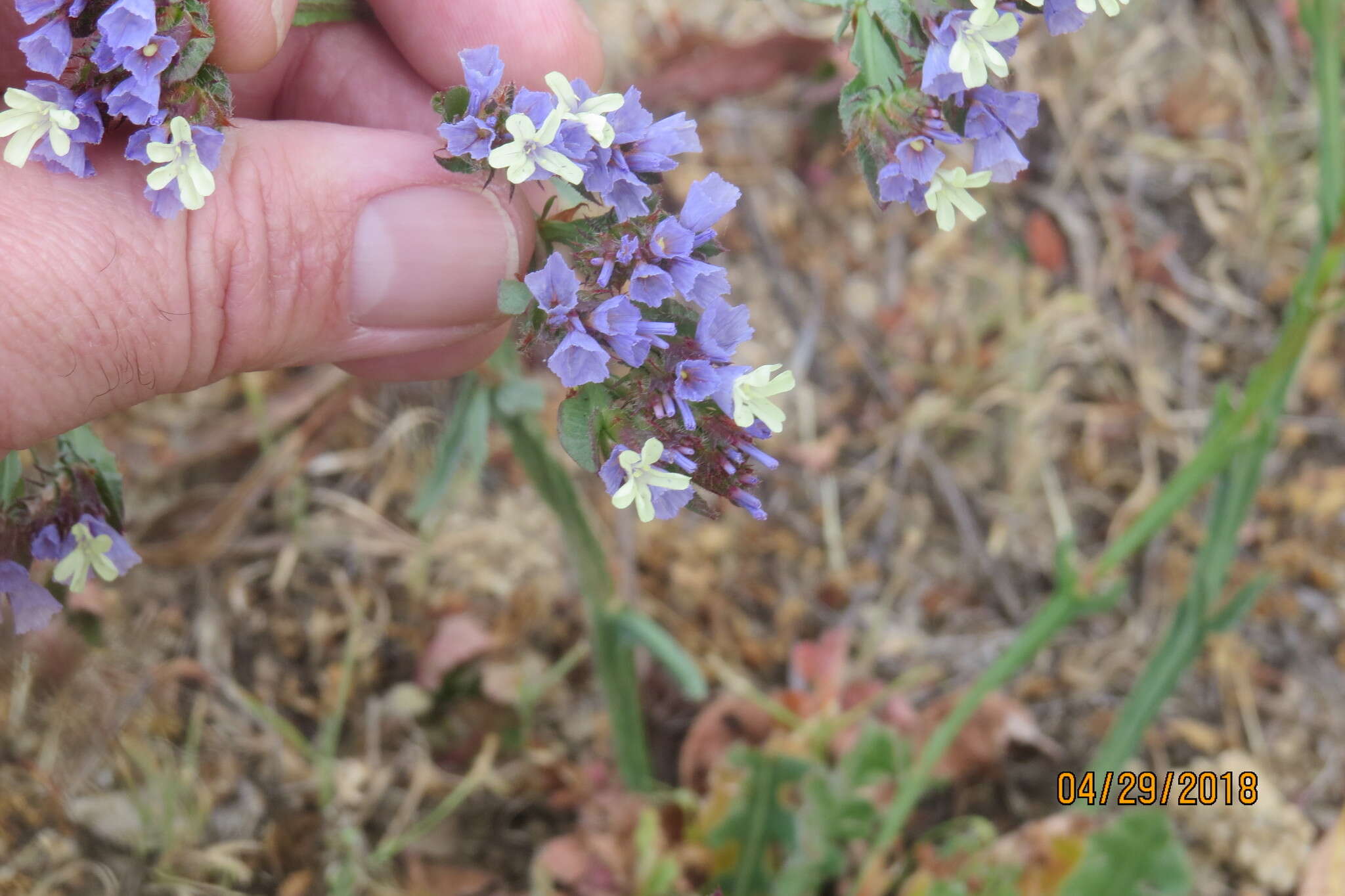 Imagem de Limonium sinuatum (L.) Miller