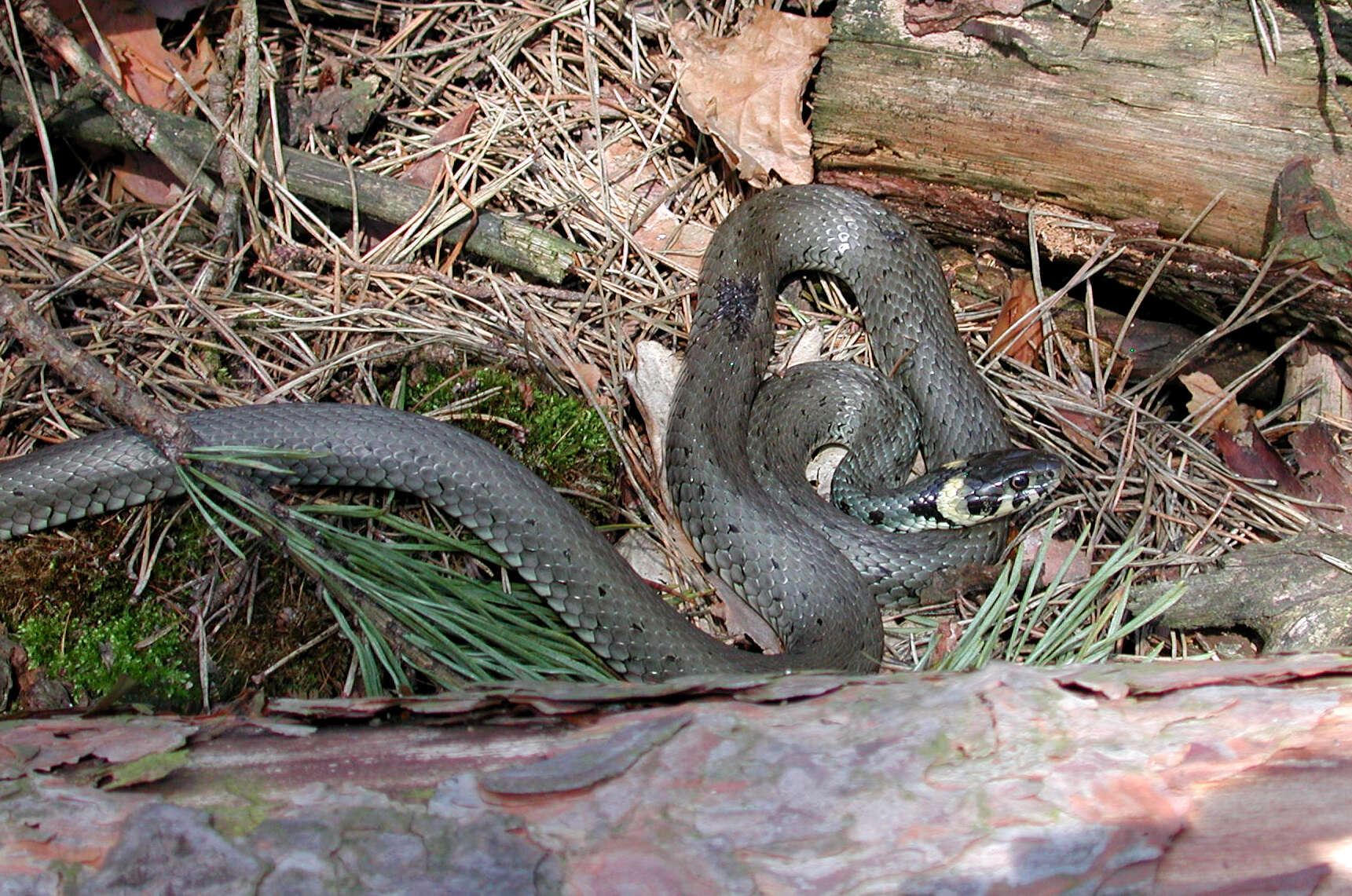 Слика од Natrix natrix natrix (Linnaeus 1758)