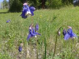 Aquilegia sibirica Lam. resmi