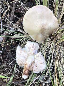 Image of Pluteus brunneidiscus Murrill 1917