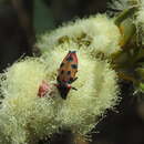 Image of Castiarina gardnerae (Barker 1987)